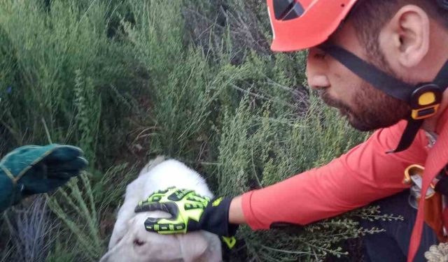 Kuyuya düşen köpeği AKUT ekipleri kurtardı