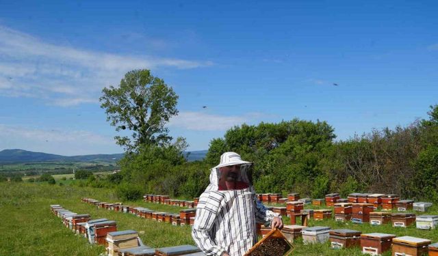 KUZKA’nın desteğiyle Kastamonu’da arıcılığı geliştirecek proje: Maliyet yüzde 20 azaldı