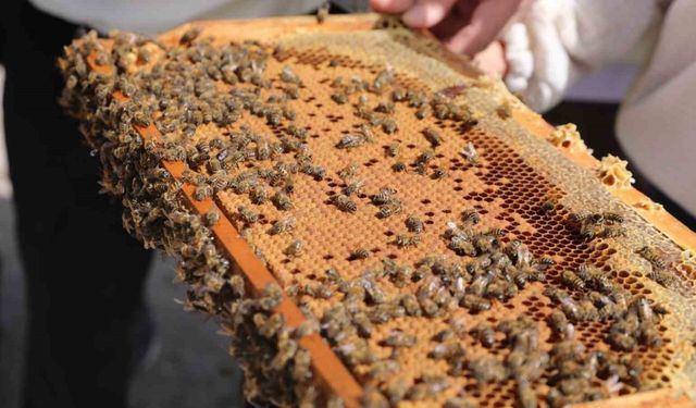 Niğde’de bal üreticilerine damızlık ana arı dağıtıldı