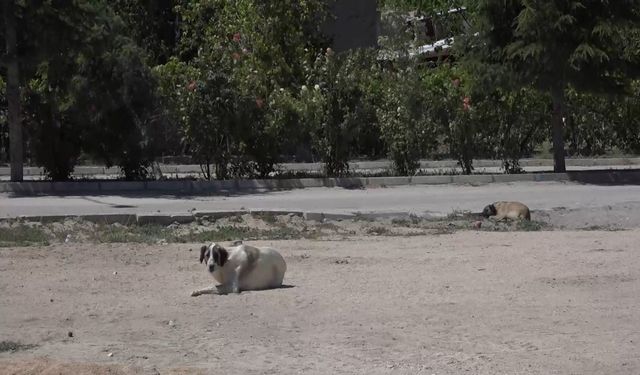 Niğde’de kuduz şüphesi olan köpeğin testi negatif çıktı