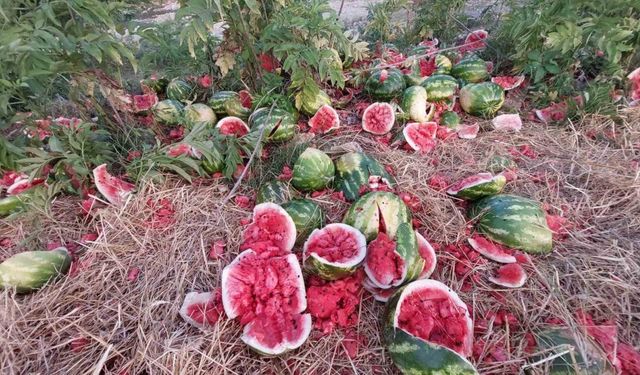 Samsun’da yol kenarına atılan karpuzlar dikkat çekti