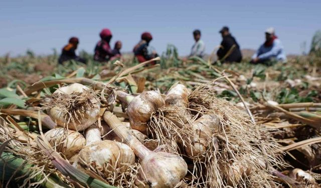 Türkiye’nin organik sarımsağında hasat başladı