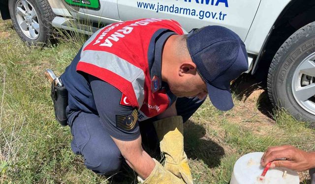 Uçamayan kerkeneze Jandarma kol kanat oldu