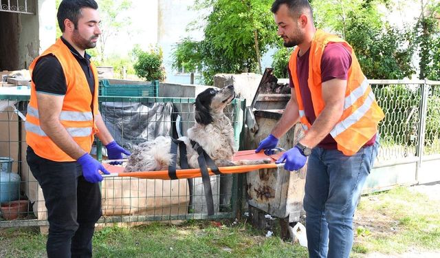 Yaralı köpeğe belediye şefkati