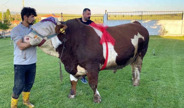 Yozgat’ta “Şampiyon” isimli boğa 230 bin liradan satışa çıktı