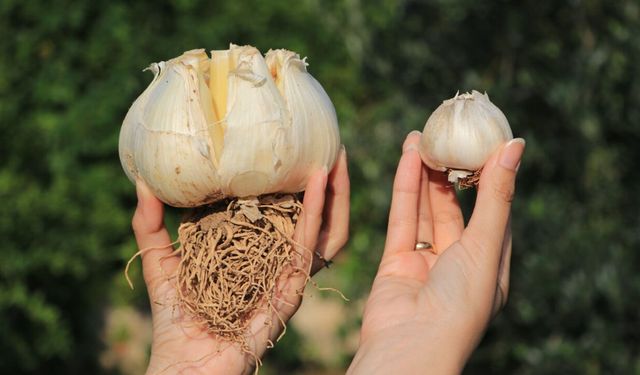 Adana'da yetiştirilen fil sarımsağı, görenleri hayrete düşürüyor!