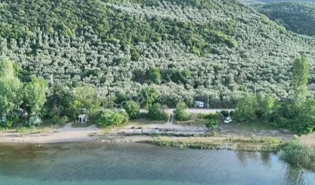 Bursa İznik’in zeytin tarlaları ilçeye renk katıyor