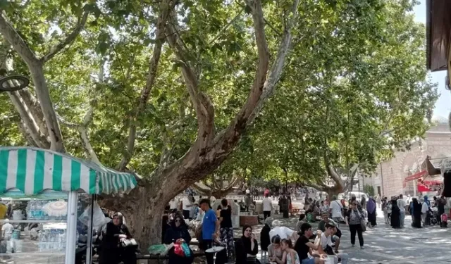 Bursa’da çınar ağaçları serinlemek için en güzel yol