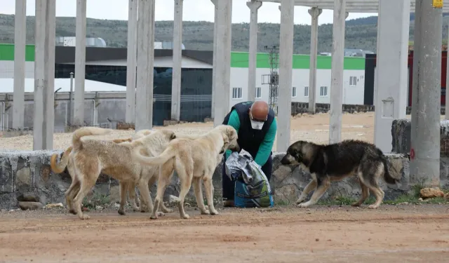 Sahipsiz Hayvanlar İçin Yeni Koruma Yasası: TBMM'den Geçti