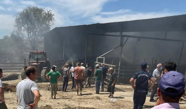 Edirne'deki yangında çok sayıda büyükbaş telef oldu