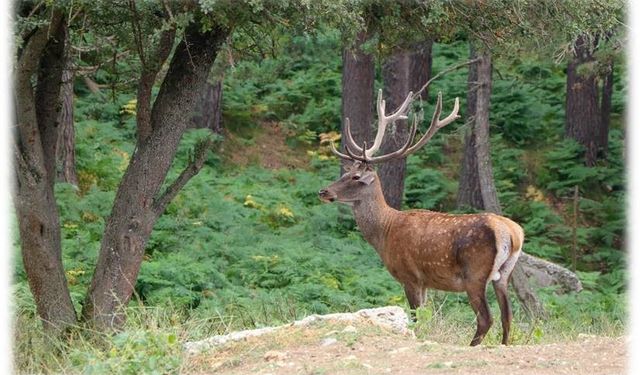 Çorum'da 87 Kızıl Geyik Doğaya Salındı