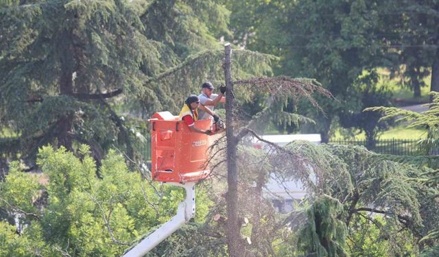 Anıtpark’ta kuruyan ağaçlar kesildi