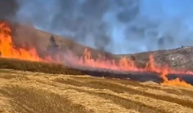 Buğday ekili tarlada çıkan yangın 15 dönüm alanı küle çevirdi