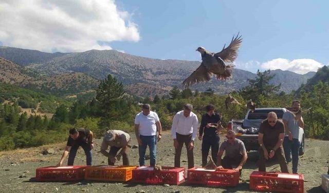 Derebucak’ta doğaya 800 kınalı keklik bırakıldı