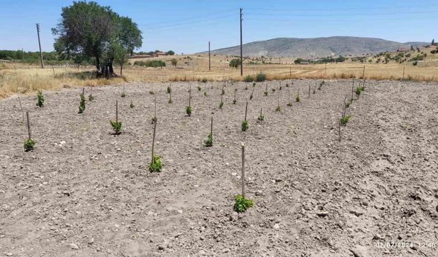 Eskişehir’de ’GÜNY’ÜZÜM Projesi’ ile dikilen fidanlar yeşeriyor