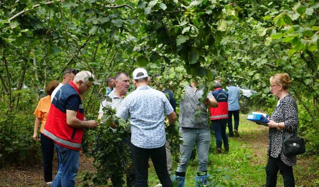 Fındıkta rekolte belirleme çalışması: Bahçelerde çotanak sayımı