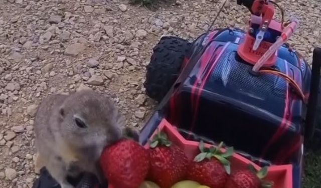 Gelengilerin çilek ve üzüm keyfi kamerada