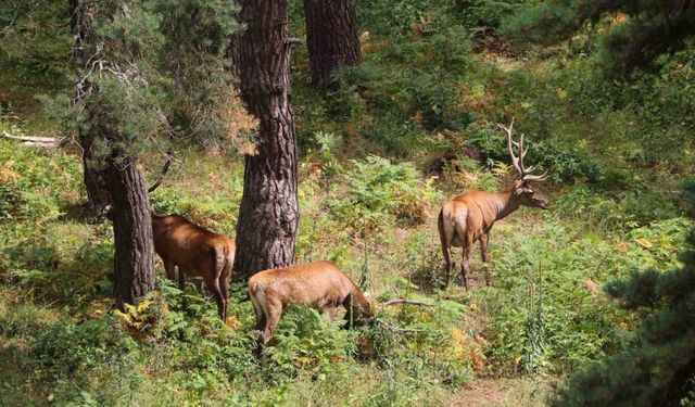 Samsun'da Geyiklerin Su İhtiyacı İçin Sondaj Kuyusu Açıldı