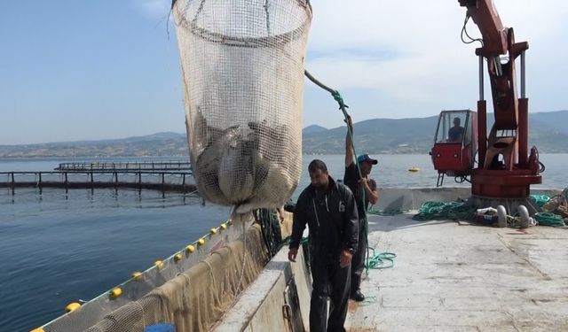 Hayvansal ürün ihracatından milyonlarca döviz geliri