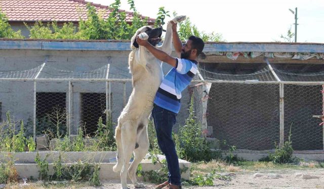 İri cüssesiyle nam salan Aksaray Malaklısı insan boyunu geçiyor