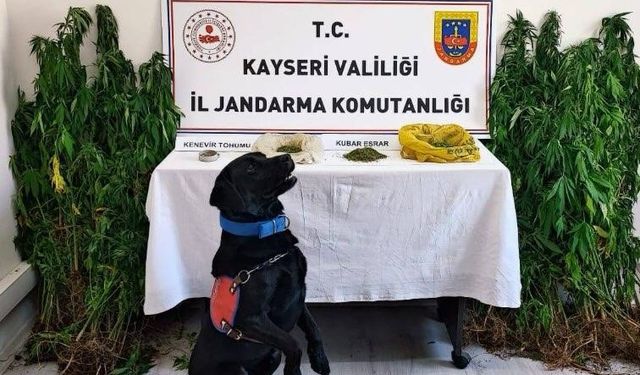 Jandarma yasadışı yetiştirilen 206 kök keneviri ele geçirdi