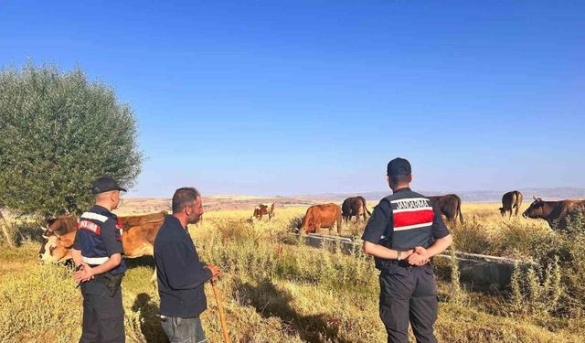 Kaybolan hayvanları jandarma buldu