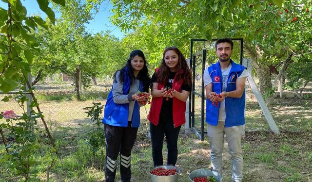 Niğde’de gönüllü gençler cami temizliği ile kiraz hasadı yaptı