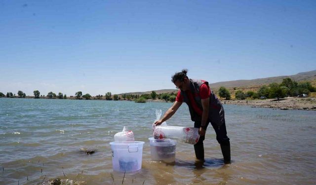 Niğde’deki göletlere 52 bin balık bırakıldı