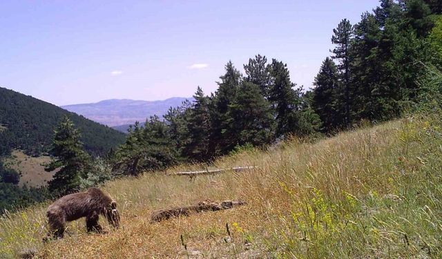 Orman Giriş Yasağı İle Yaban Hayatı Canlandı: Popülasyon Artışı Gözlemlendi