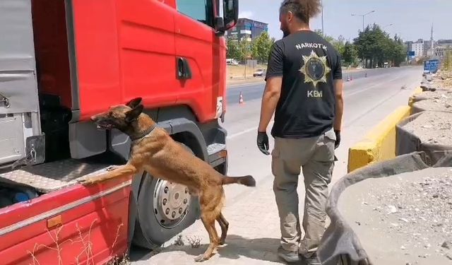 Samsun’da narkotik dedektör köpeği tırda çeşit çeşit uyuşturucu buldu