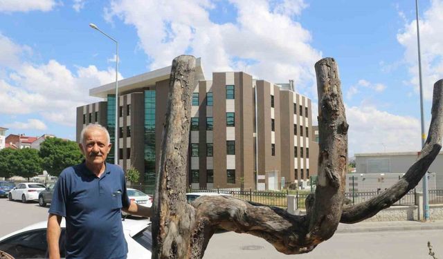 Şekli dikkatini çekti, kestirip bahçesinde yıllarca muhafaza etti