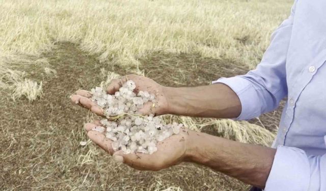 Sivas’ta dolu yağışı ekinlere zarar verdi