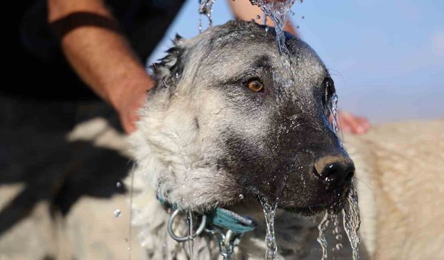 Kangal Köpekleri Sıcak İklimlere Nasıl Uyum Sağlıyor?