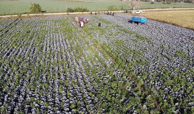 Tarımın görünmeyen kahramanı Samsun