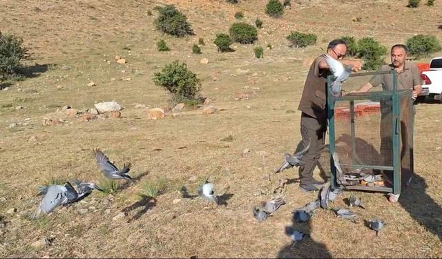 Kayseri’de Yaralı Güvercinler Tedavi Edilerek Doğaya Salındı