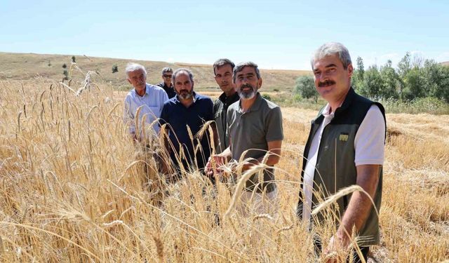 Türkiye’nin tahıl ambarında hasat erken başladı, rekolte yüz güldürdü