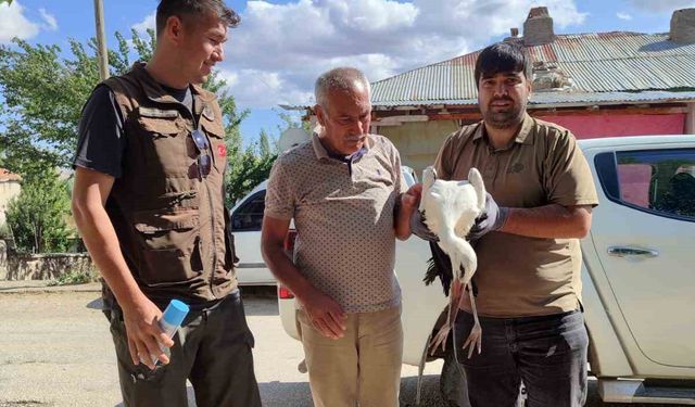 Kayseri'de Yaralı Kerkenez ve Leylek: Doğa Koruma ve Milli Parklar Müdahale Etti