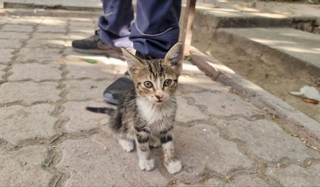 Yavru kediyi alevlerin arasından itfaiye ekipleri kurtardı