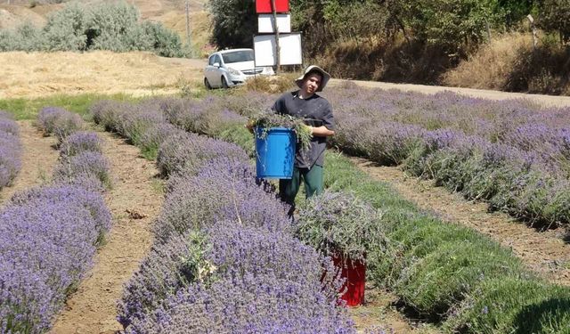 Yozgat’ta hububata alternatif olarak ekilen lavanta üreticinin gözdesi oldu