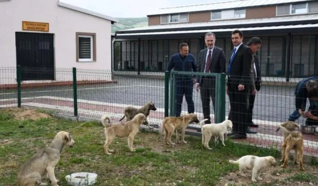 Hayvanları Koruma Kanunu'nda Değişiklik: Resmi Gazete’de Yayınlandı