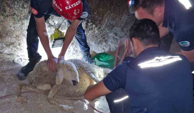 30 metrelik kuyuya düşen koyunu itfaiye kurtardı