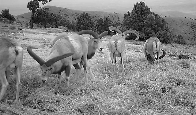 Anadolu yaban koyunları fotokapana takıldı