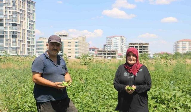 Apartmanlar arasında ata tohumunu yeşertmeye çalışıyor