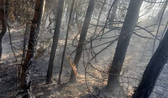 Çorum’un Bayat İlçesindeki Orman Yangını Büyümeden Söndürüldü