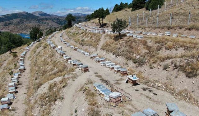 Arı Sütü Mucizesi: Kanser Tedavisinde Destekleyici Etkisi