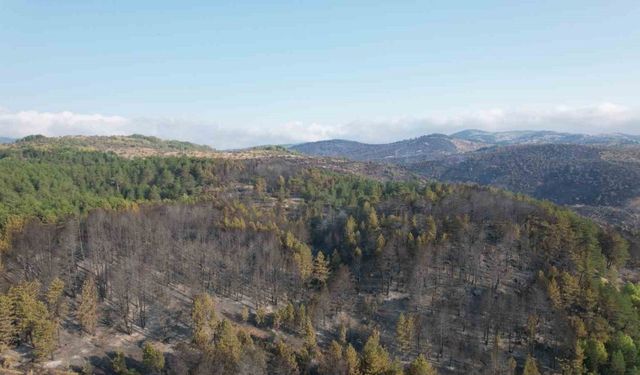 Bolu’daki yangından etkilenen alanda söndürme ve soğutma çalışmaları sürüyor