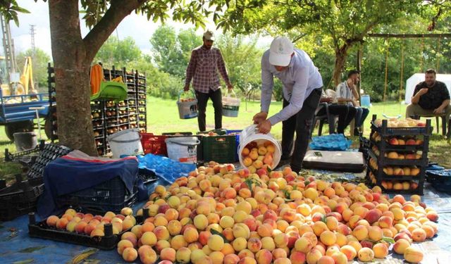 Çarşamba Ovası’nda şeftali hasadı