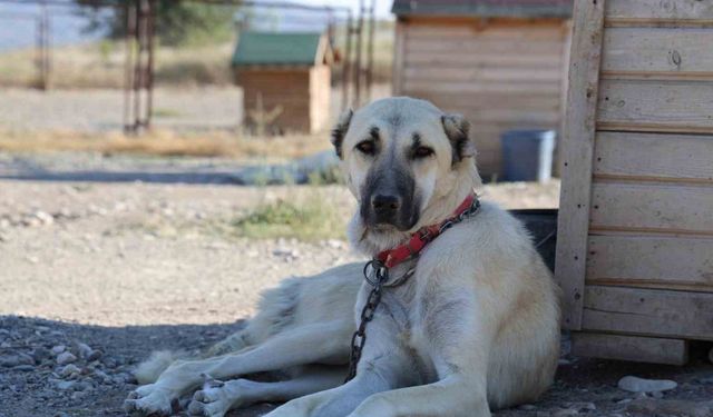 Kangalların yavrularını yemesinin sırrı açığa çıktı