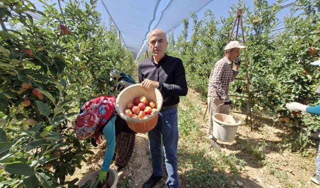 Karaman’da erkenci elma hasadı başladı