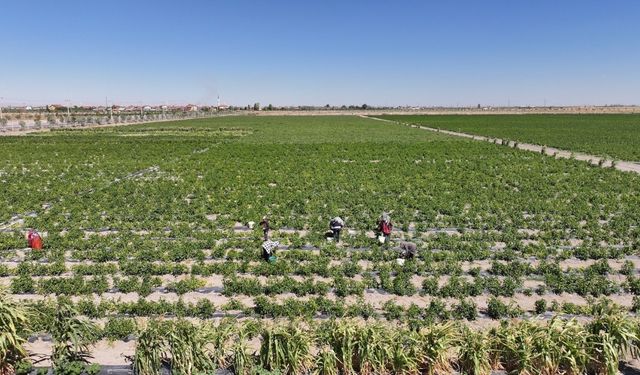 Karatay’da ata tohumu ürünleri hasadı başladı